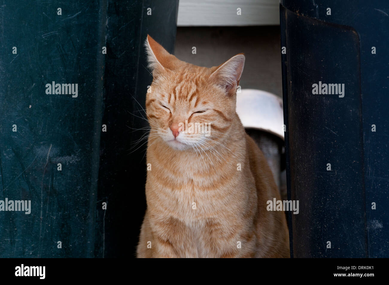 sleepy cat sitting in doorway Stock Photo