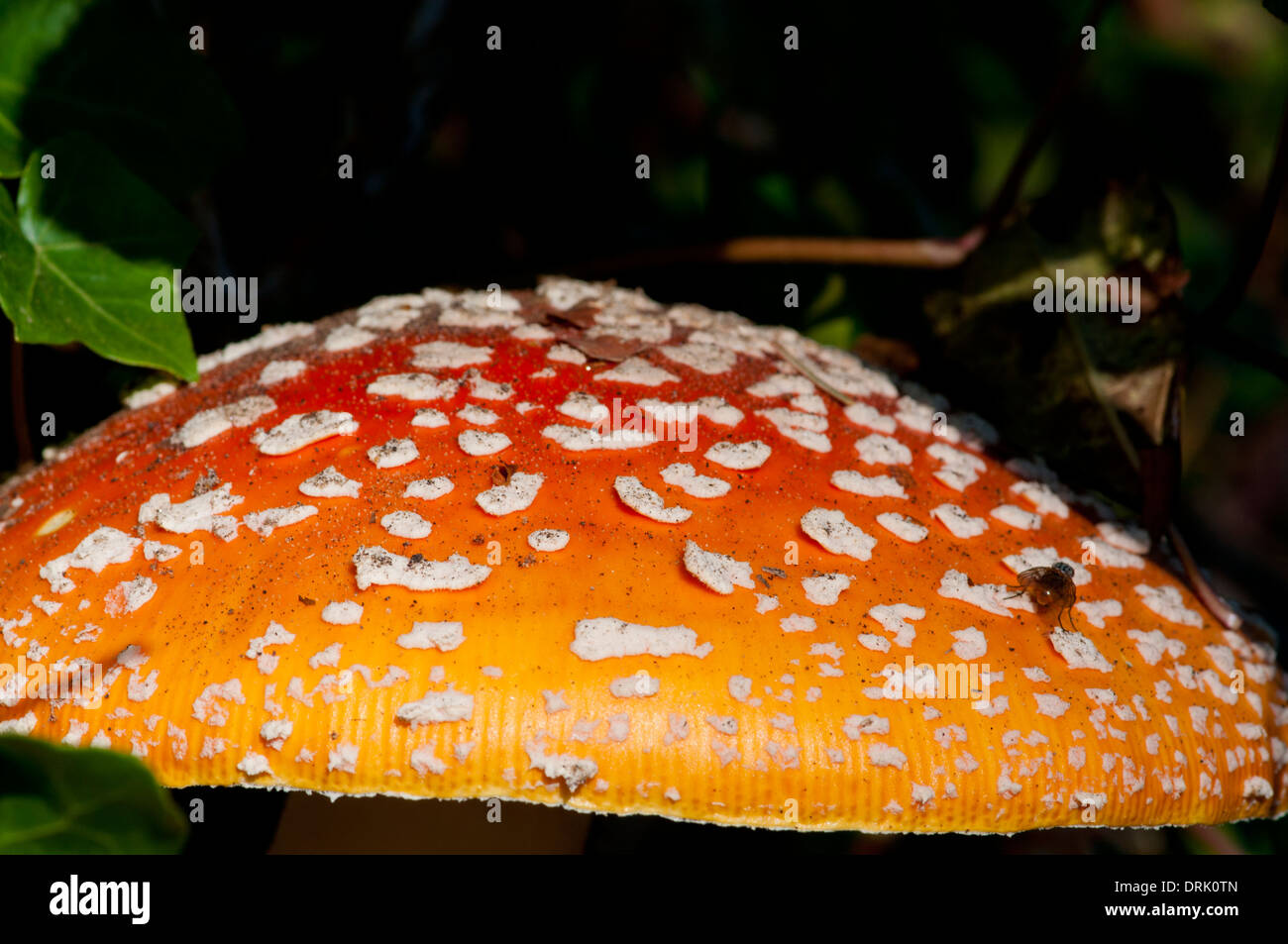Amanita mushroom (Amanita muscaria) growing in Manzanita on the northern Oregon Coast Stock Photo