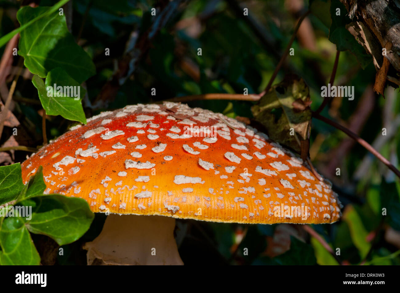 Amanita mushroom (Amanita muscaria) growing in Manzanita on the northern Oregon Coast Stock Photo