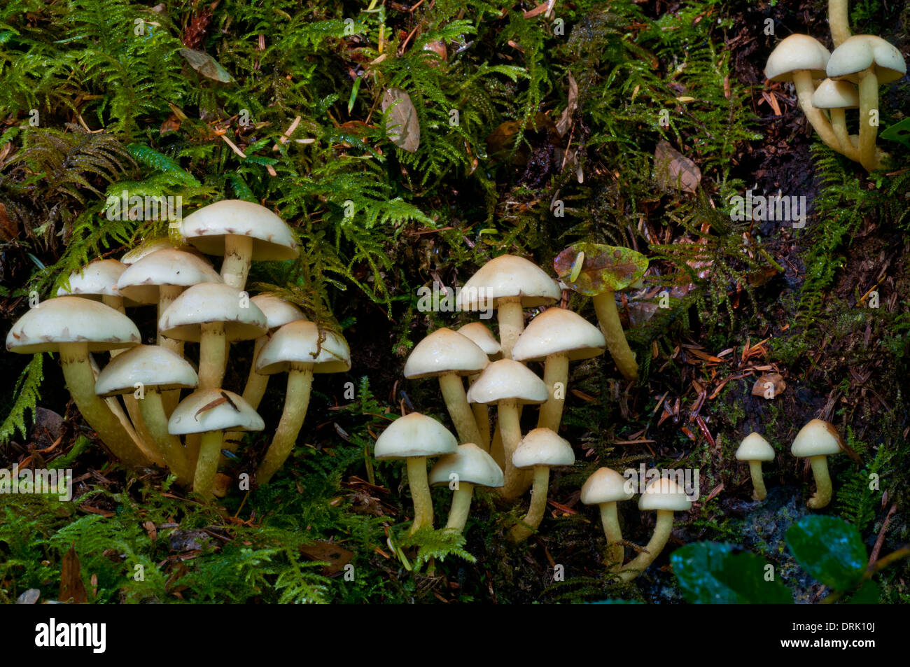 Mushrooms (Hypholoma capnoides) in the Oregon Coast Range near