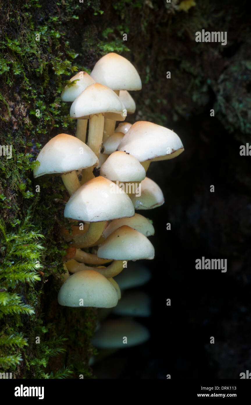 Oregon coast range mushrooms hires stock photography and images Alamy