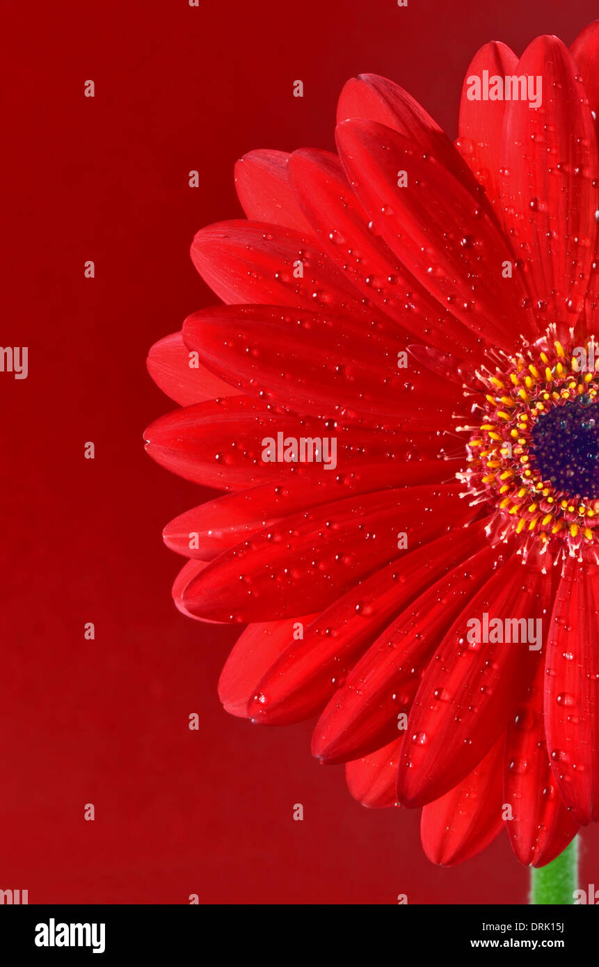 Red Gerbera Flower on red background Stock Photo