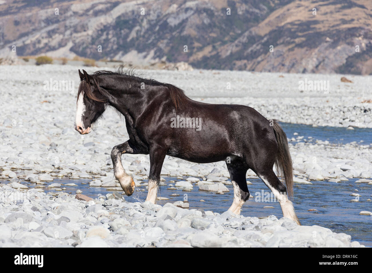 Clydesdale Horse Black horse walking on gravel New Zealand Stock Photo