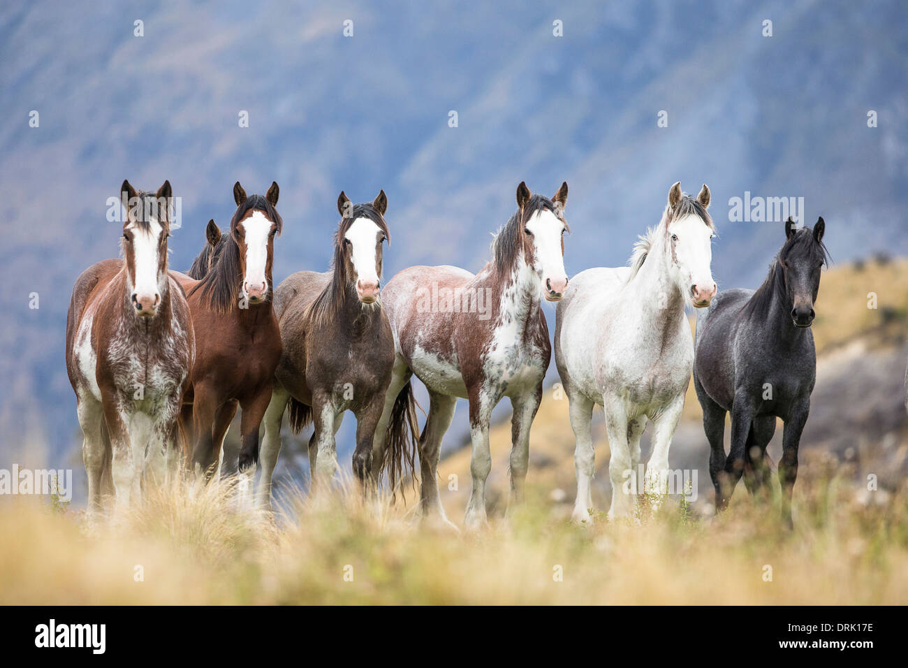 Clydesdale Horse Herd of young stallions on a pasture New Zealand Stock
