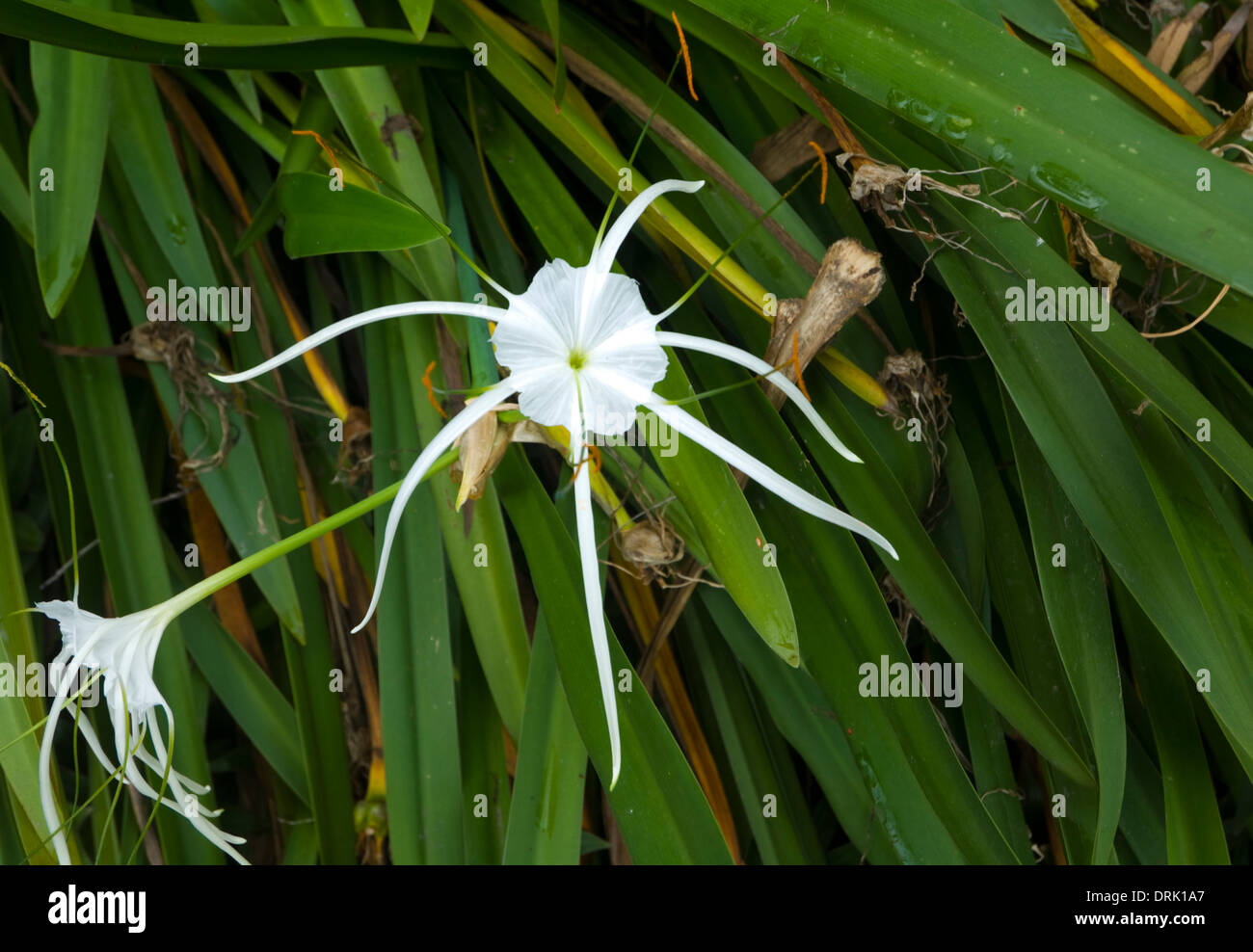 Beach Spider Lily (Hymenocallis littoralis) - Queensland - Australia Stock Photo