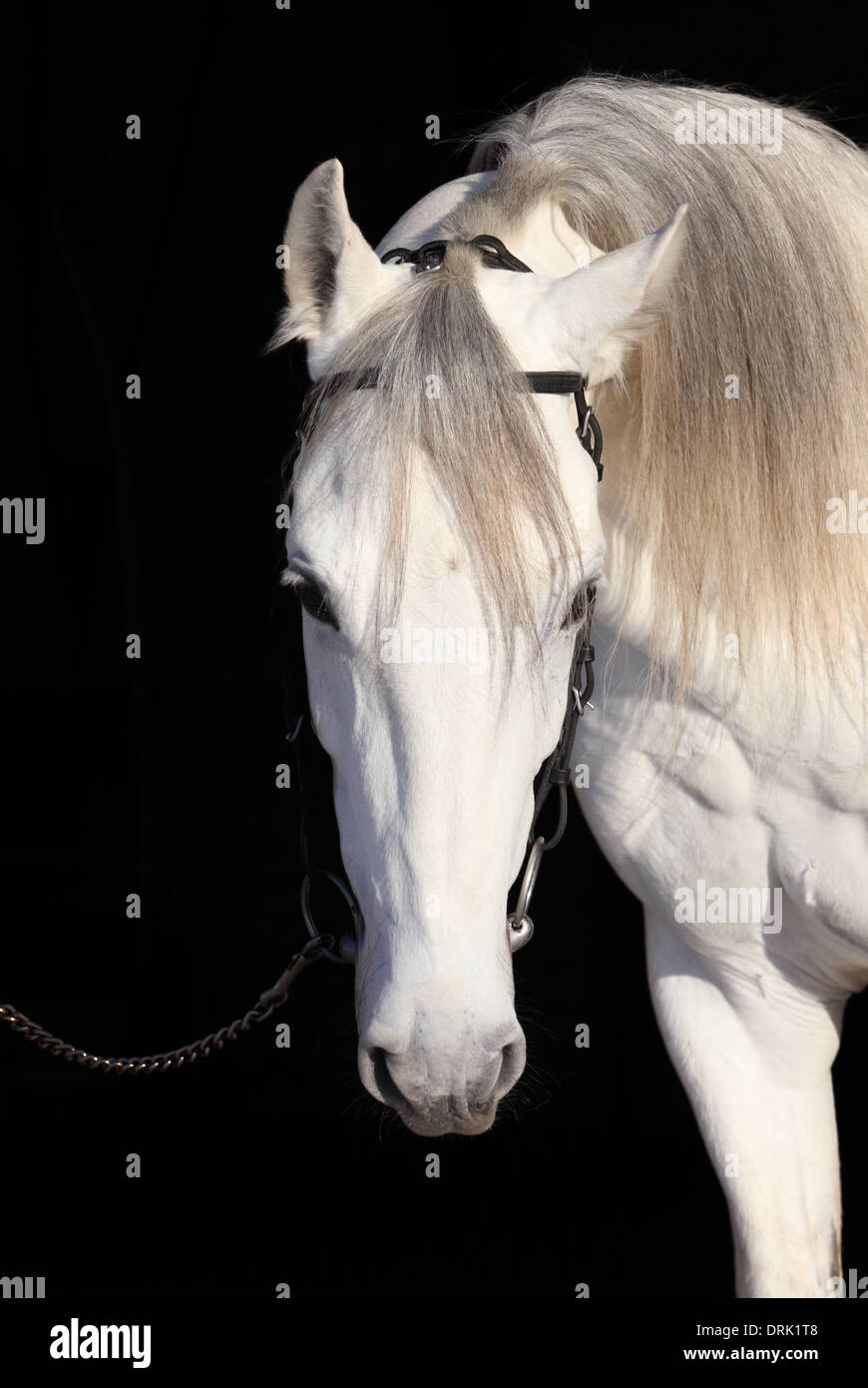 Disappearing rare Russian breed of horses - Orlov trotter Stock Photo ...