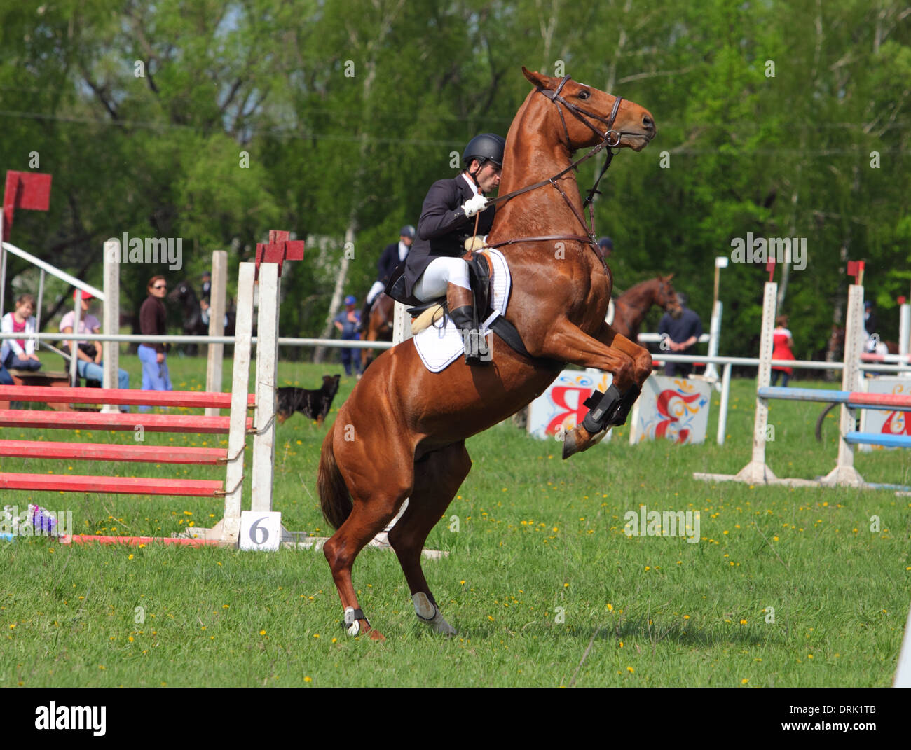 Young sportsman and his beautiful sorrel stallion rearing up Stock Photo