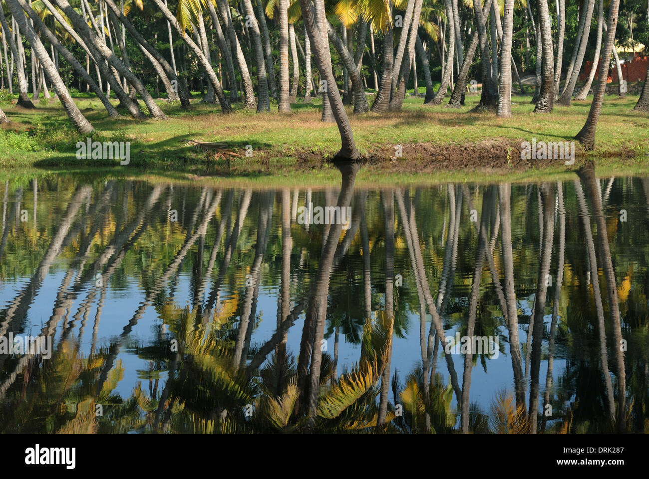 coconut landscape at kerala backwaters,kerala,india Stock Photo Alamy