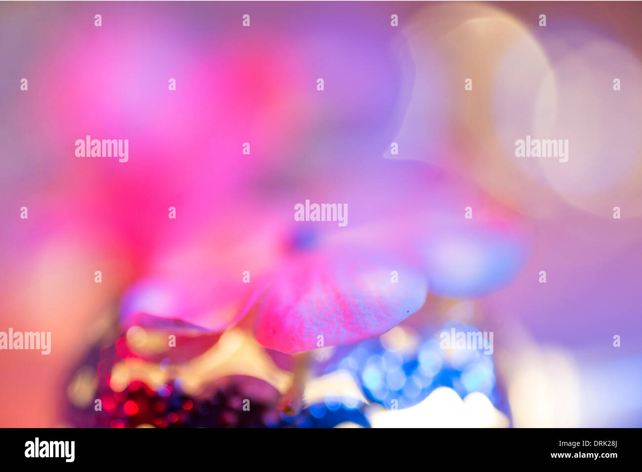 Flower petal and colored lights Stock Photo Alamy