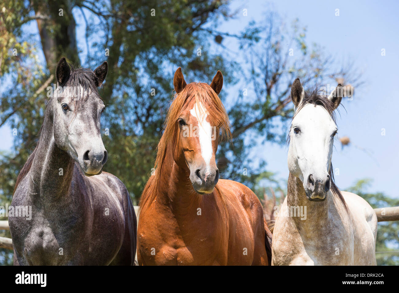 Horse Rsa Nooitgedacht History, Roots Of The Nooitgedacht, Rsa Horse – RVDXBM