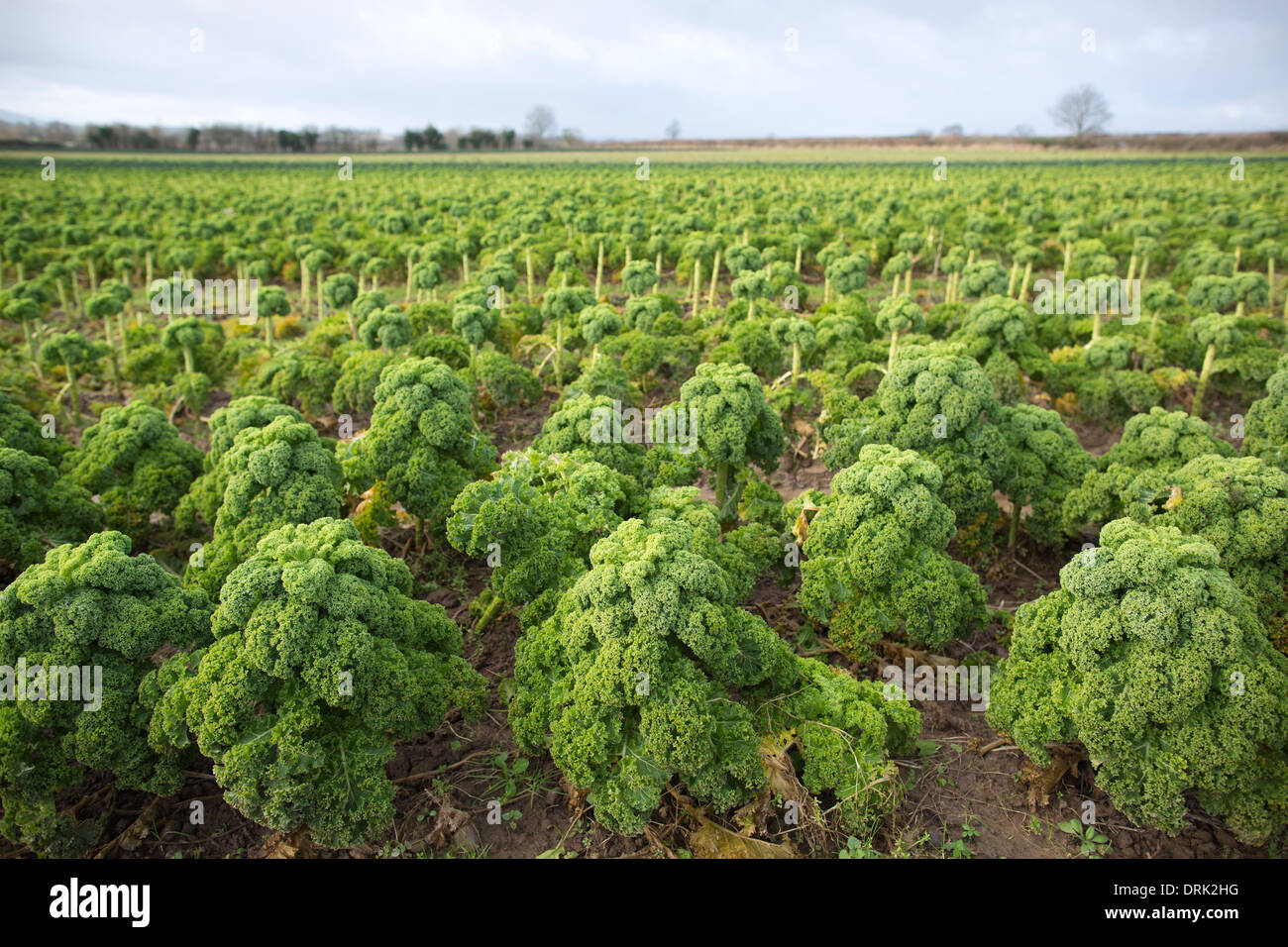 Fields of kale at Broadward Hall farm, Herefordshire, England, UK Stock Photo