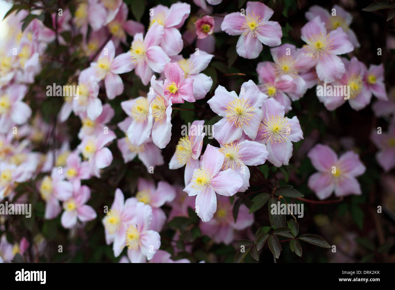 Blooming of pink Clrmatis Montana close up Stock Photo