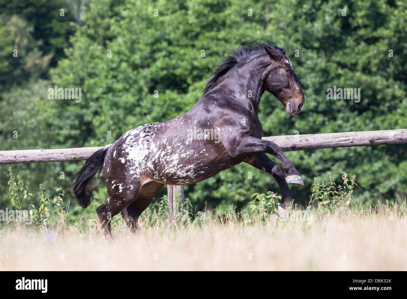 Noriker Horse Leopard-spotted mare galloping on a pasture Stock Photo