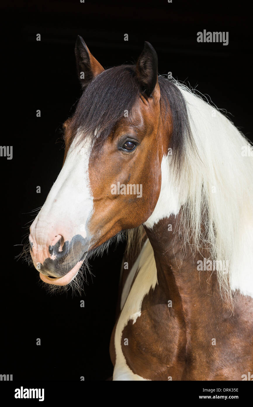 Noriker Horse Portrait of pinto mare Austria Stock Photo