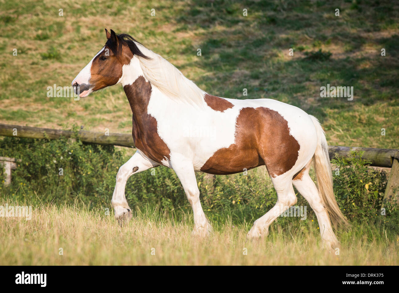 Noriker Horse Pinto mare trotting on a pasture Austria Stock Photo