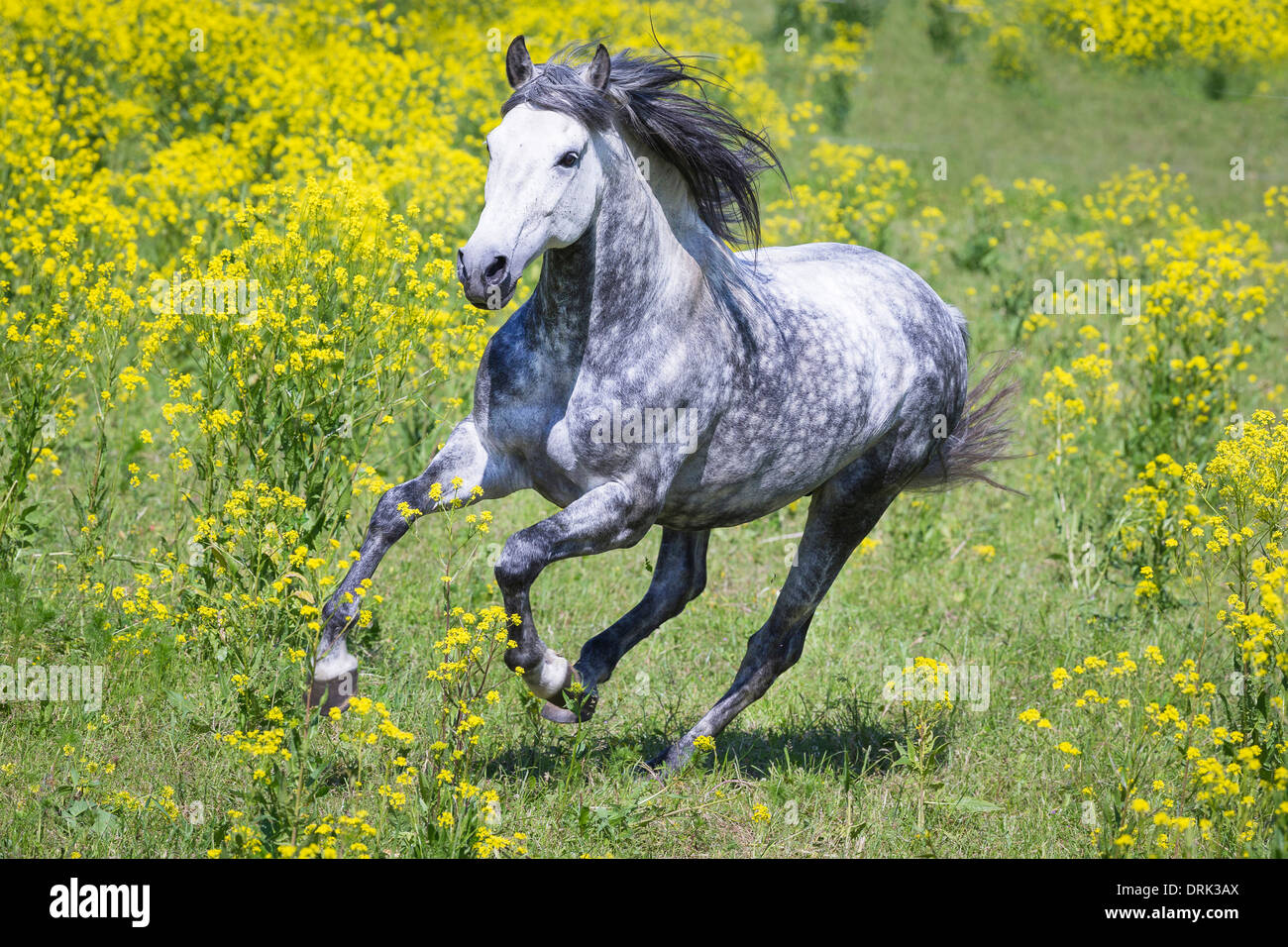 Pure Spanish Horse Andalusian Dapple gray stallion trotting in flowering  rape Germany - SuperStock
