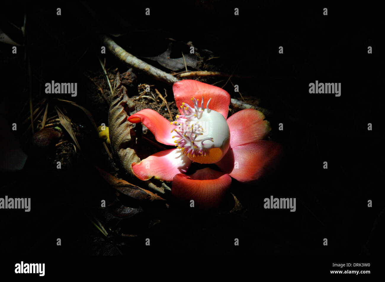 Flower of the Sal tree in Thailand, Shorea Robusta, also known as Sakhua tree or Shala tree across asia. Stock Photo