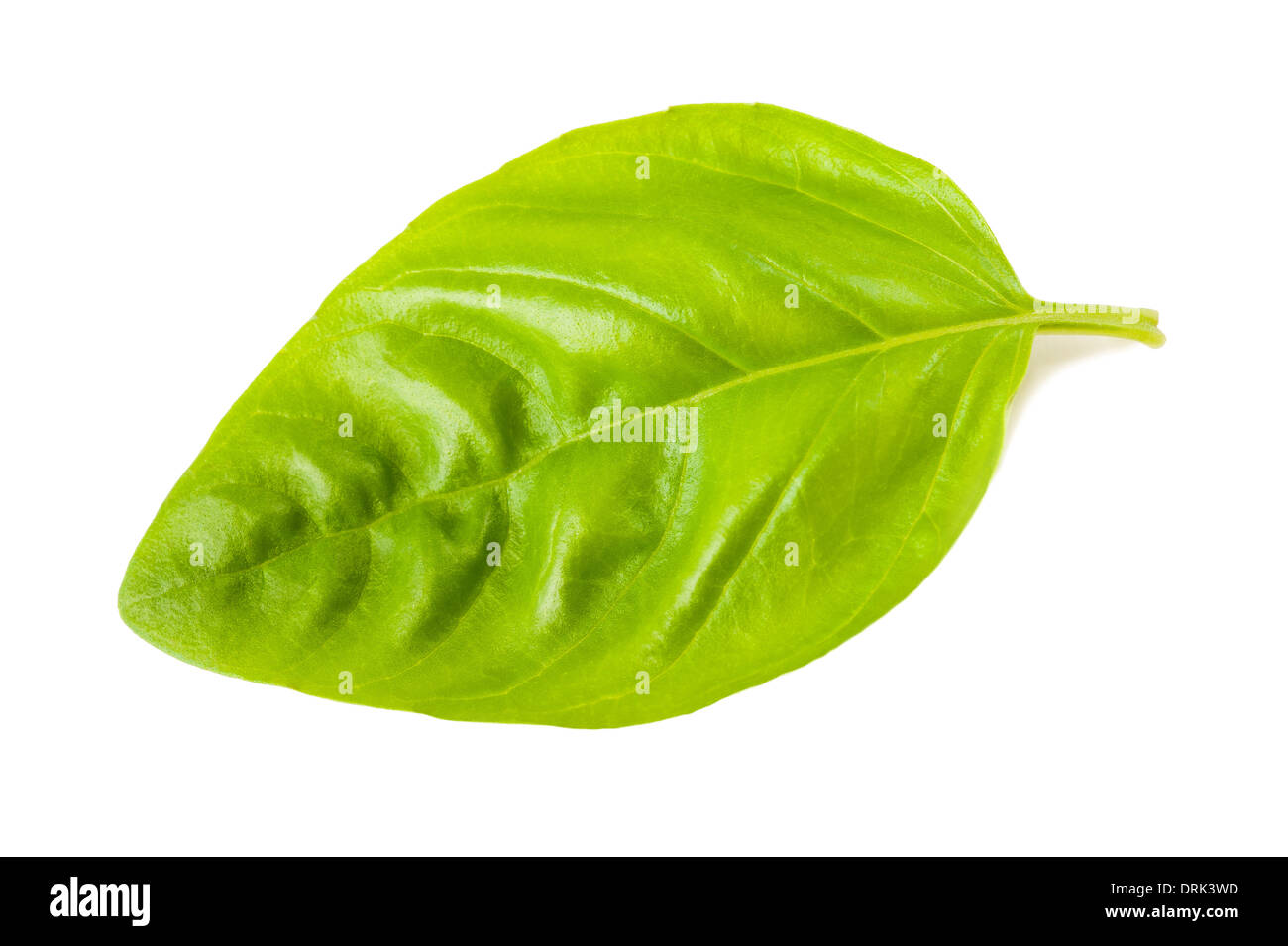 Basil leaf isolated on white Stock Photo Alamy