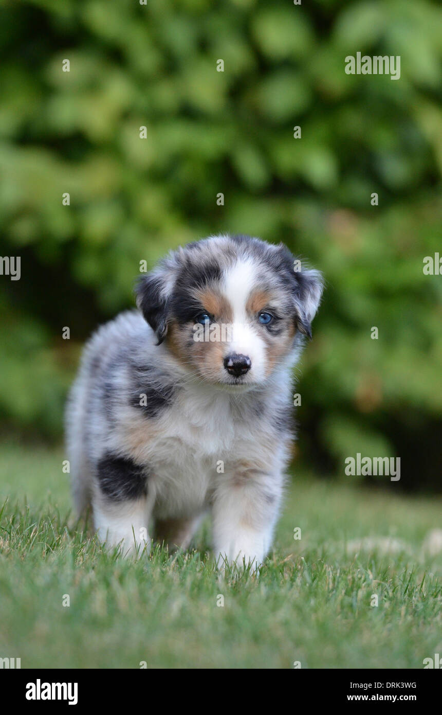 5 week old australian shepherd