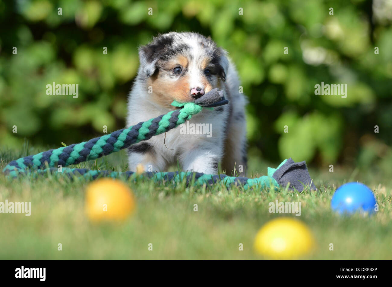 Australian Shepherd Puppy (5 weeks old) standing on a lawn while