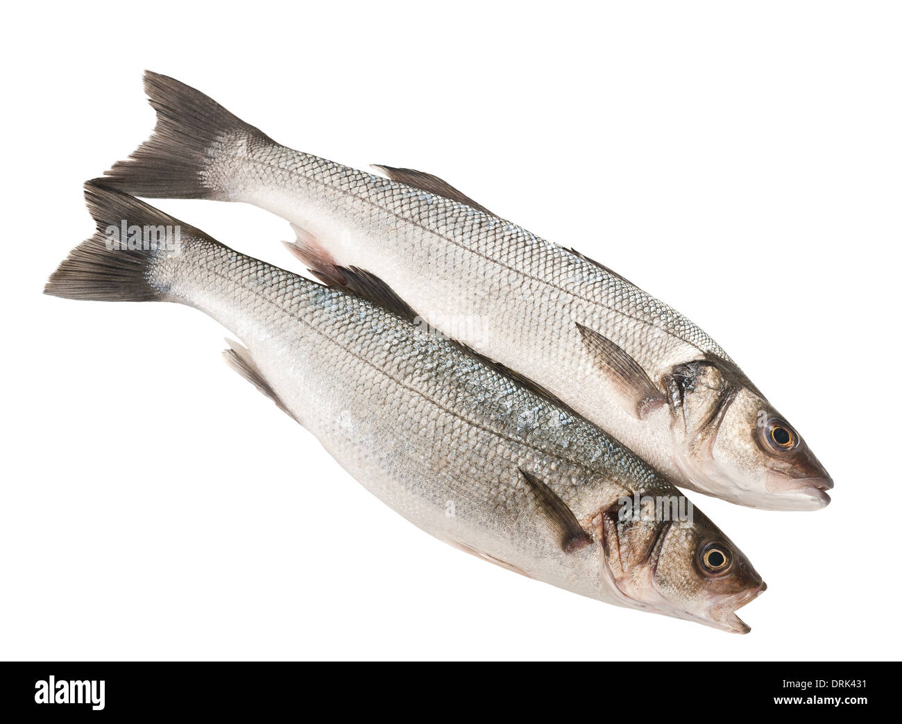 Two Sea bass isolated on white Stock Photo