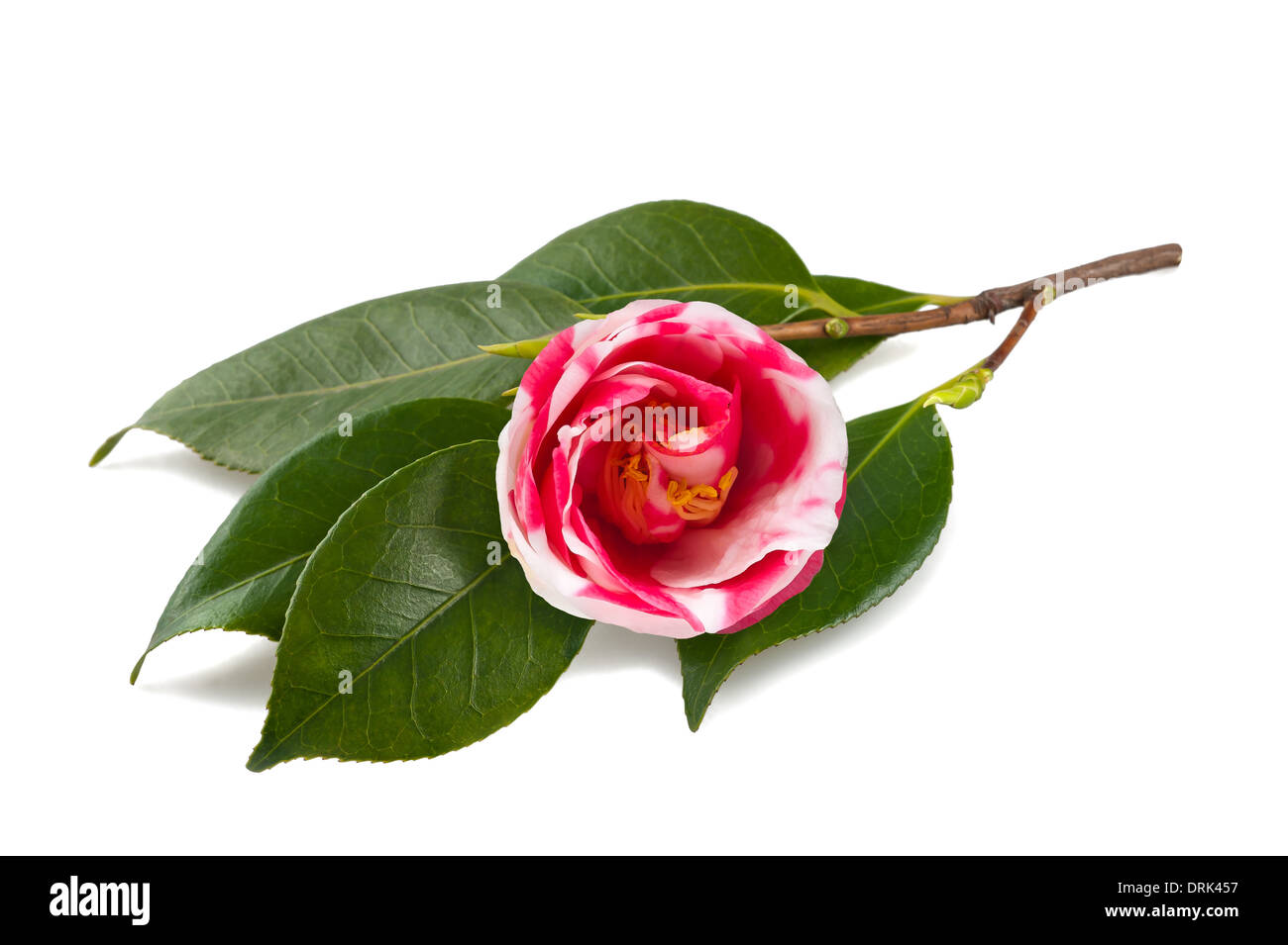 Red and White camellia isolated on white Stock Photo