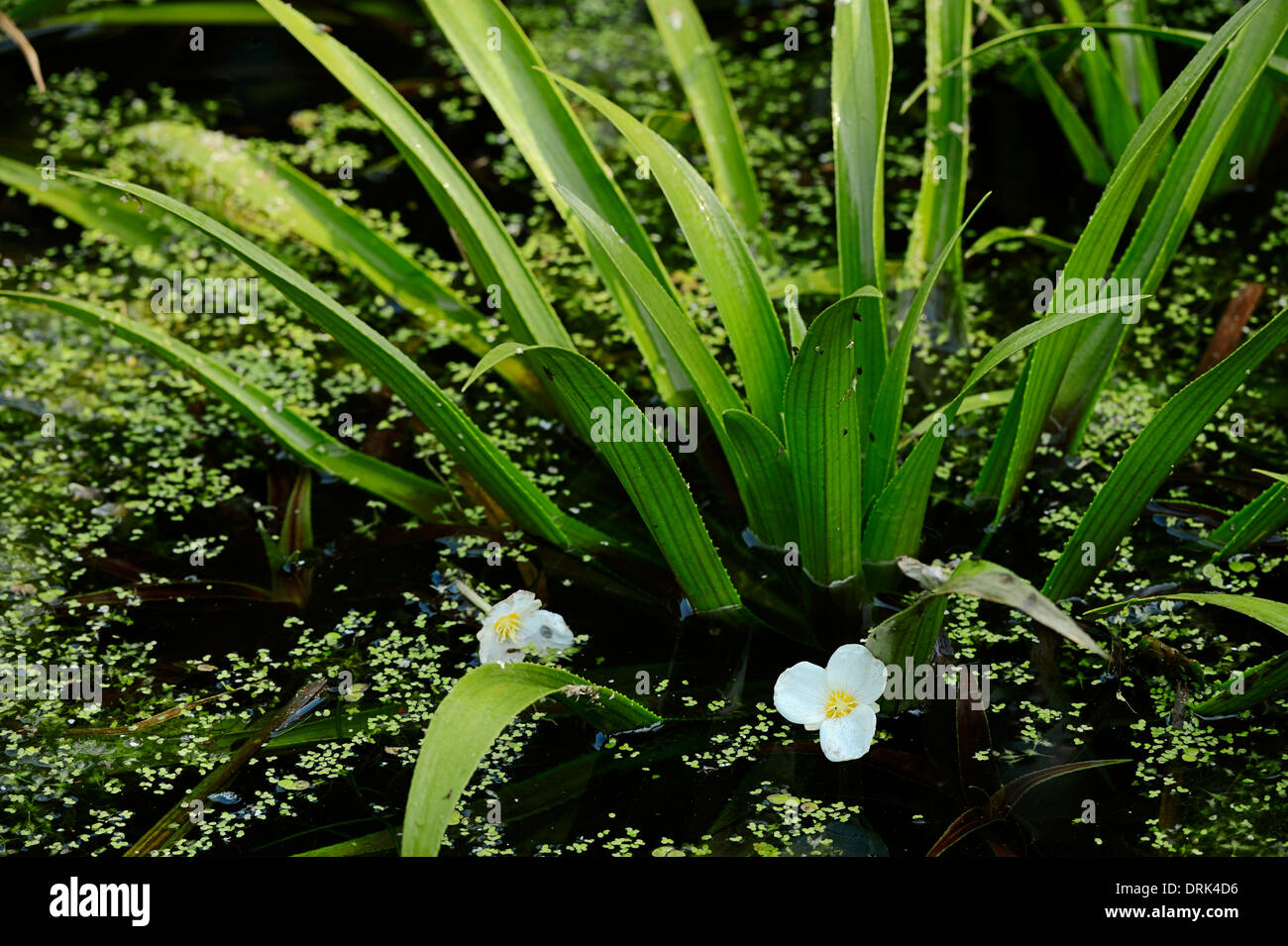 Water Soldier or Water Aloe (Stratiotes aloides), North Rhine-Westphalia, Germany Stock Photo