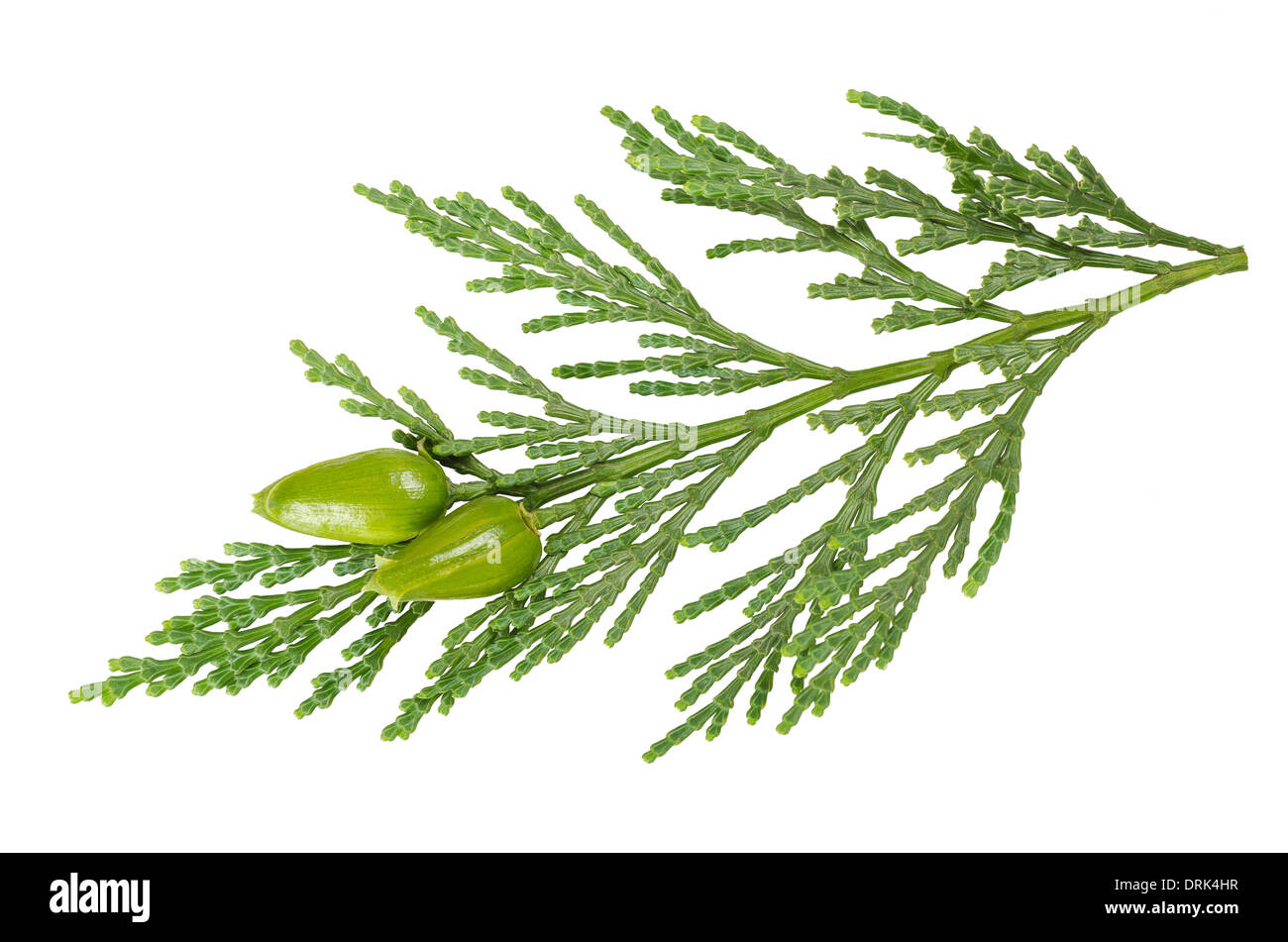 Cypress berries botanical cypresses hires stock photography and images