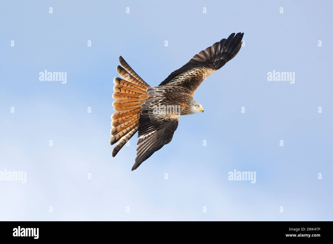 Red kite in flight 3 Stock Photo