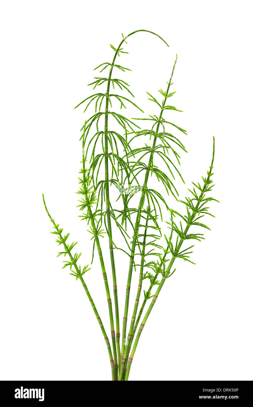 horsetail isolated on white background Stock Photo - Alamy