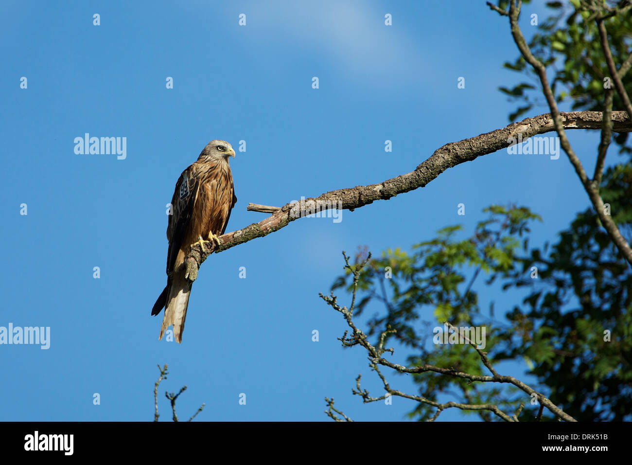 Red Kite on perch Stock Photo