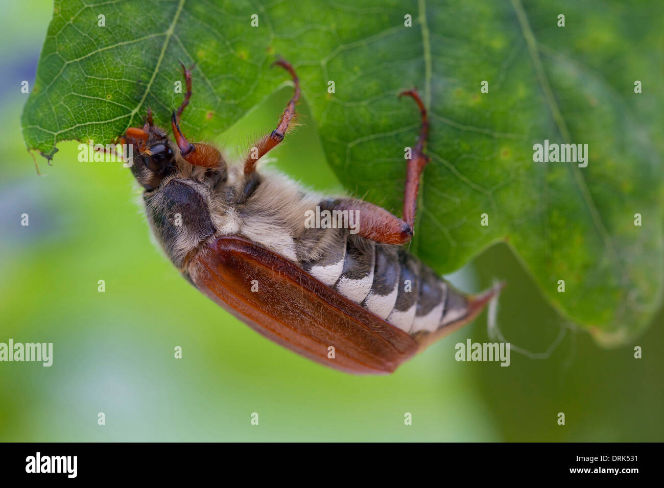 Common Cockchafer, Maybug (Melolontha melolontha). Beetle on an oak ...