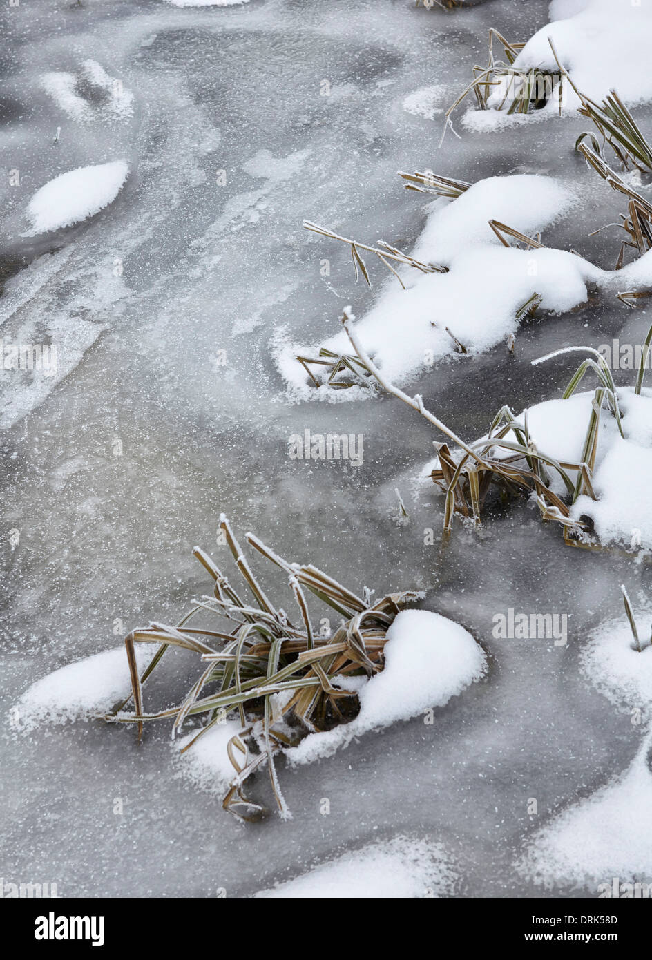 Reeds in frozen stream Stock Photo