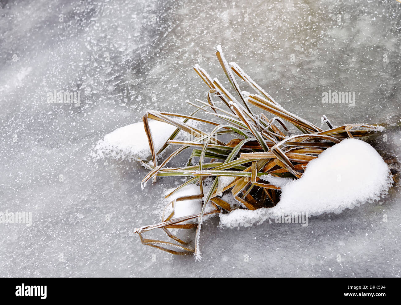 Reeds in frozen stream Stock Photo