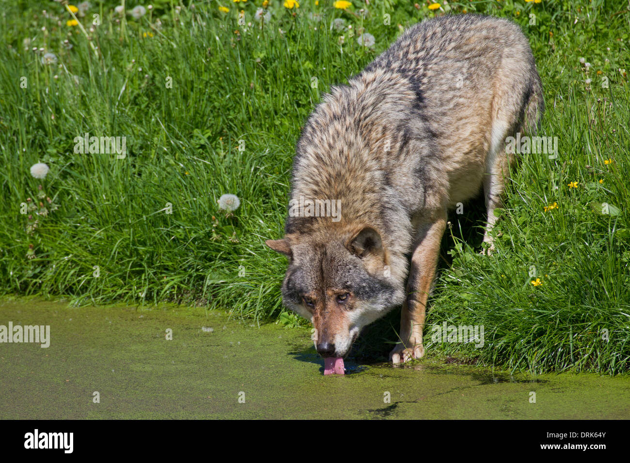 Drinking Like A Wolf – mypostersucks