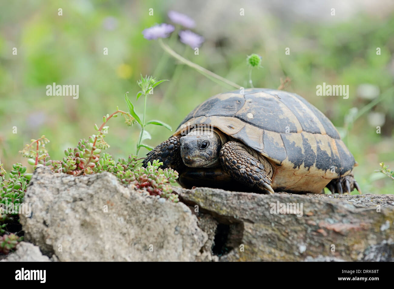 Eastern Hermann’s Tortoise, Boettger’s Tortoise, Greek Tortoise (Testudo hermanni boettgeri), Greece, Europe Stock Photo