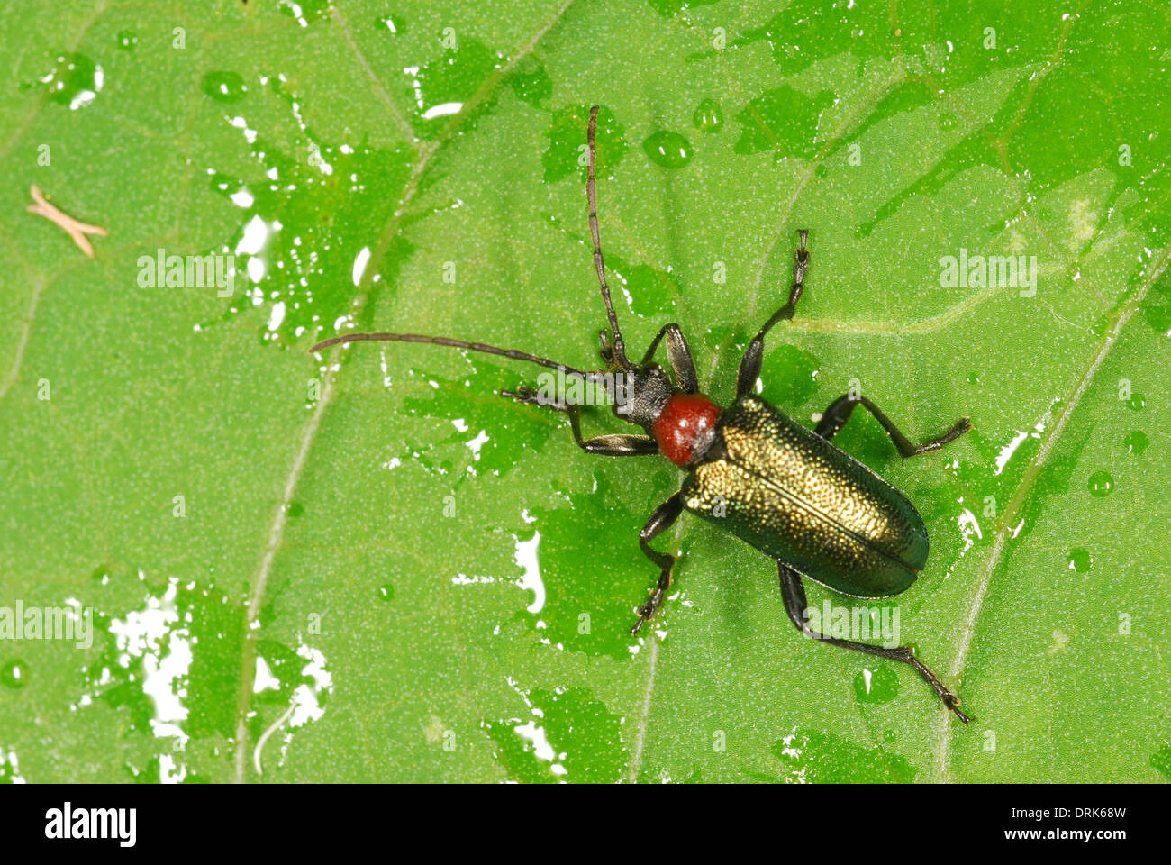 European Long-horned Beetle (Carilia virginea) on a leaf Stock Photo