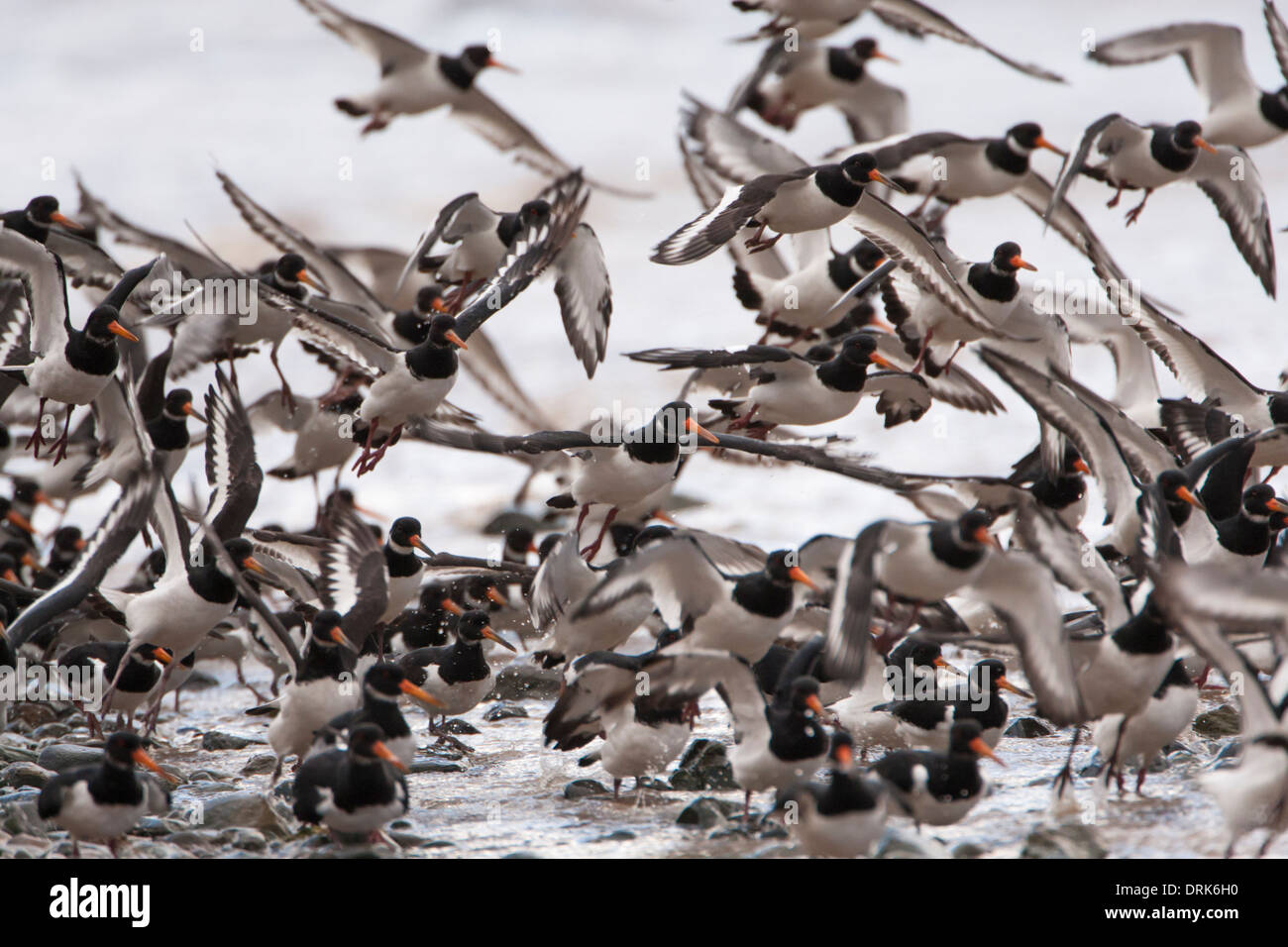 Oystercatcher flock take off Stock Photo Alamy