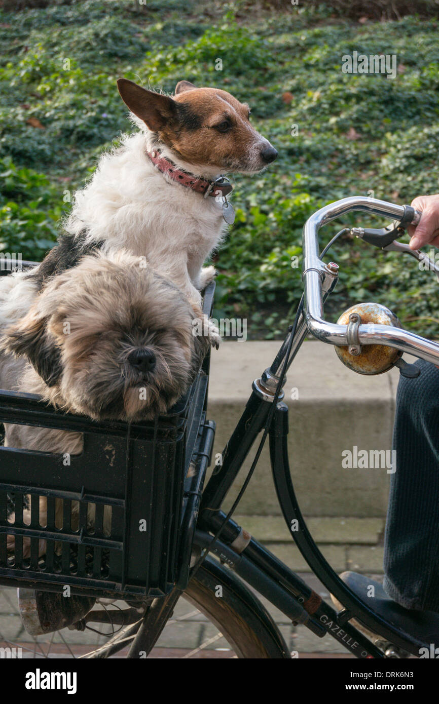 Two small dogs are transported in a crate on a bicycle Stock Photo Alamy