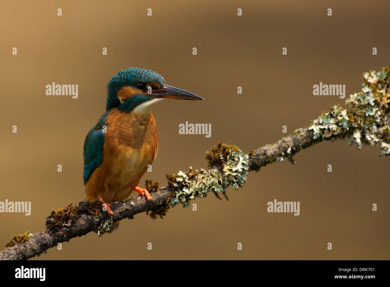 Kingfisher on lichen covered perch 2 ©Jake Stephen Photography. Stock Photo