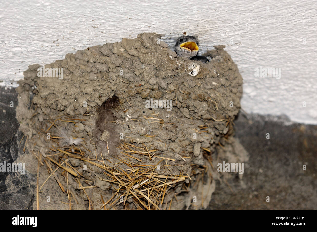 Young House Martin in nest (Delichon urbica), Greece, Europe Stock Photo