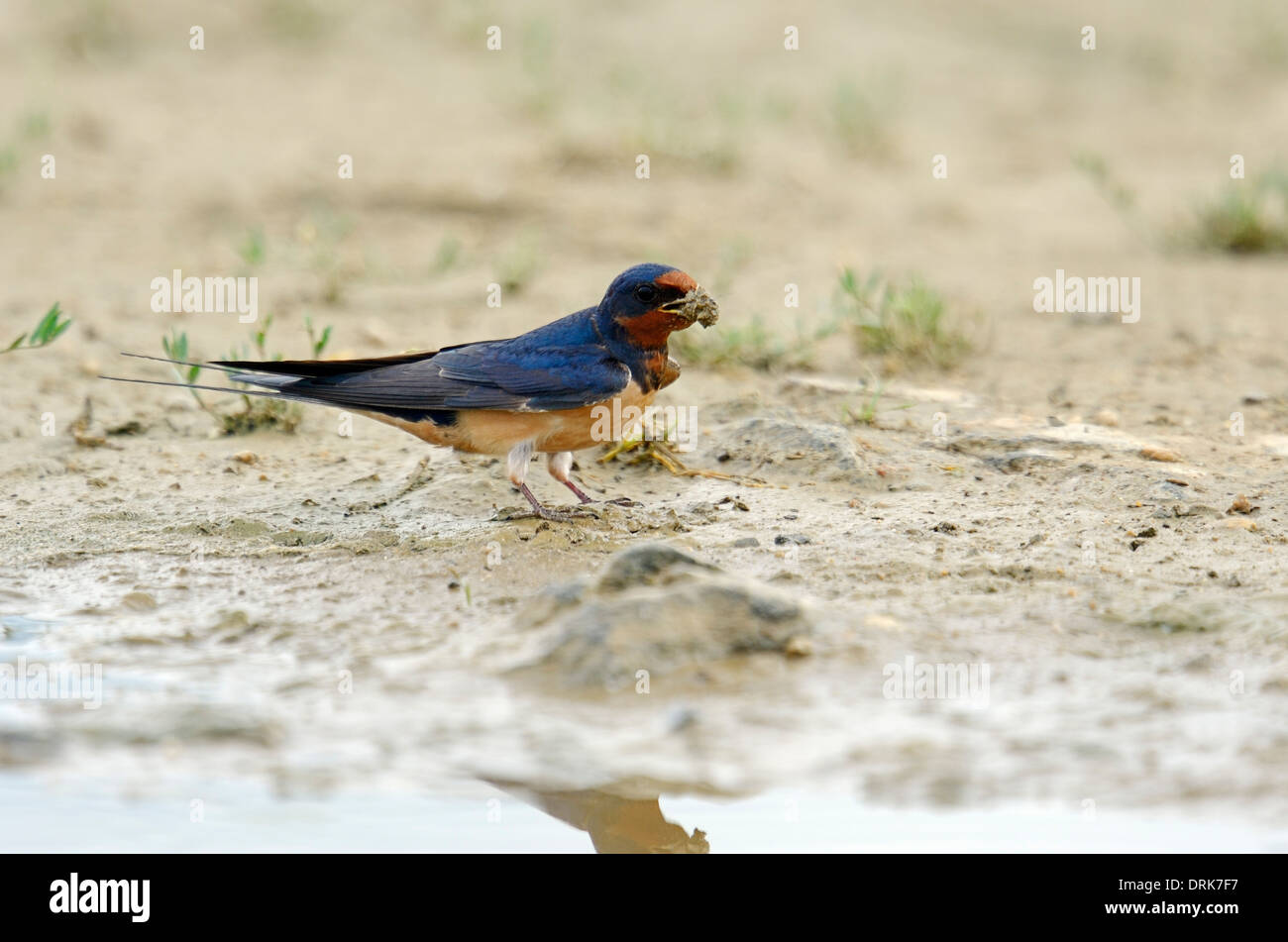 Barn Swallow (Hirundo rustica) collecting mud as nesting material, Greece, Europe Stock Photo