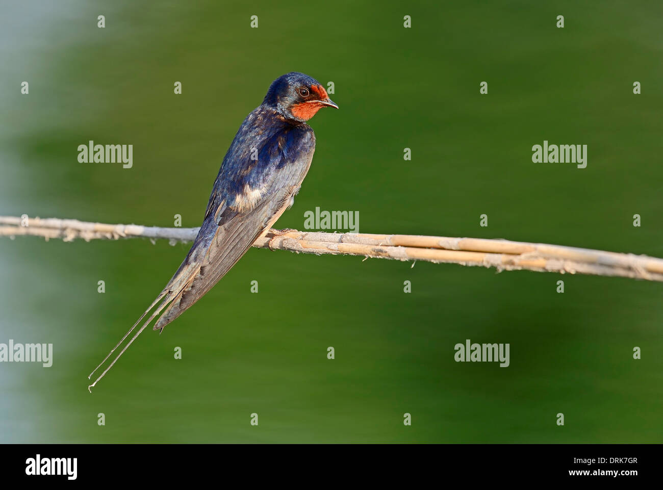 Barn Swallow  (Hirundo rustica), Greece, Europe Stock Photo