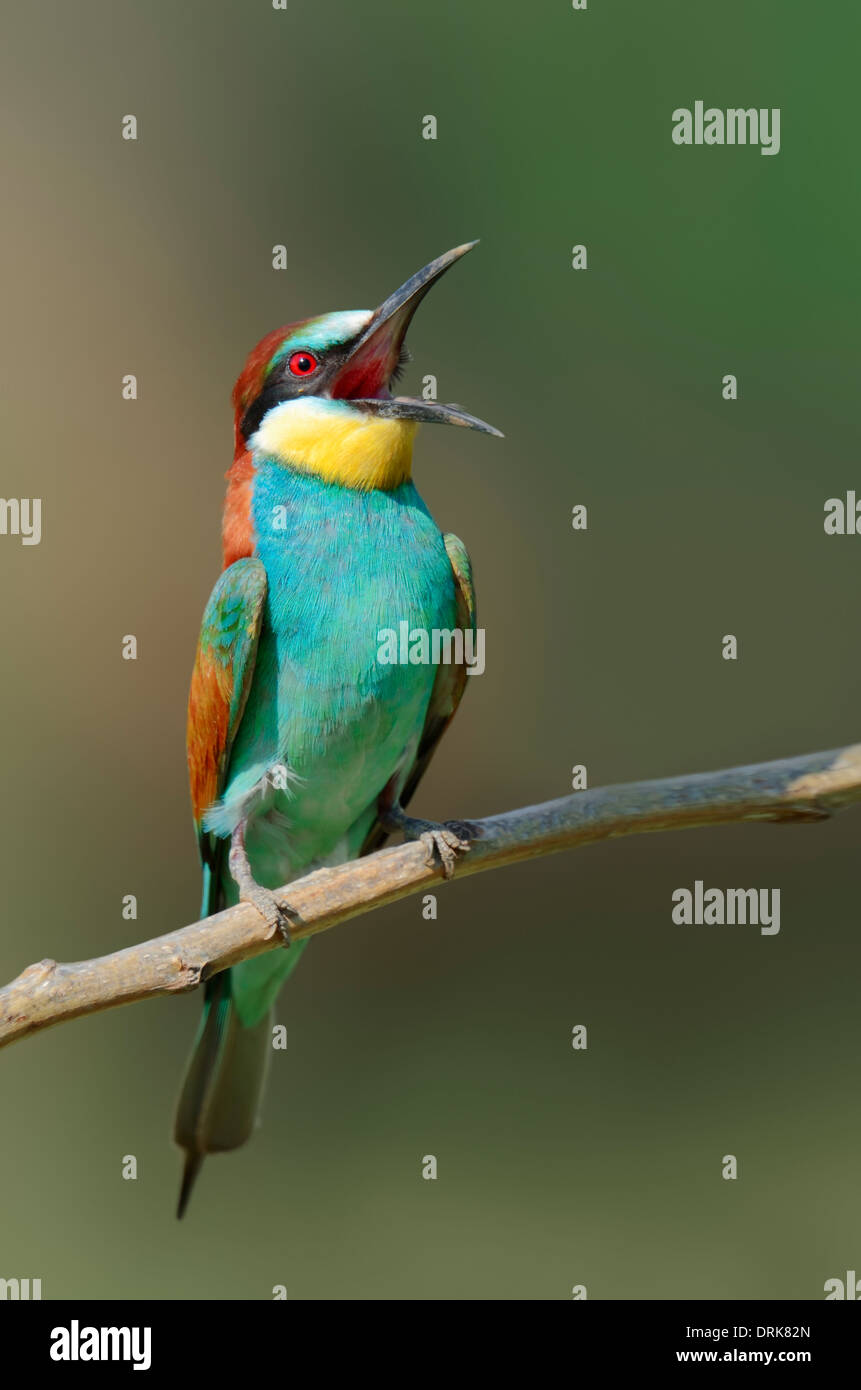 European Bee-eater (Merops apiaster) with open bill sitting on branch, Greece, Europe Stock Photo