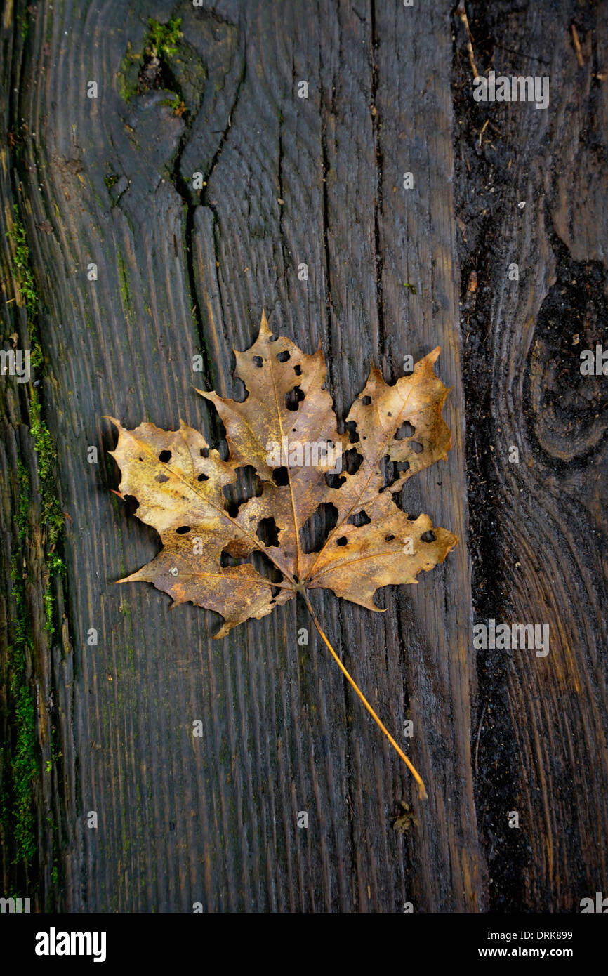 Withered leaf hi-res stock photography and images - Alamy