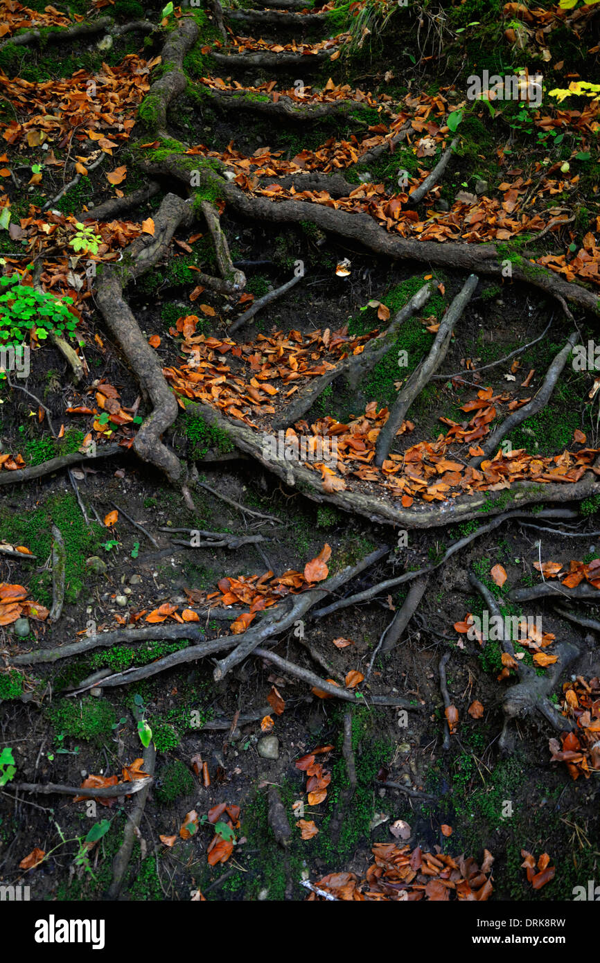 Tree roots and autumn leaves Stock Photo - Alamy