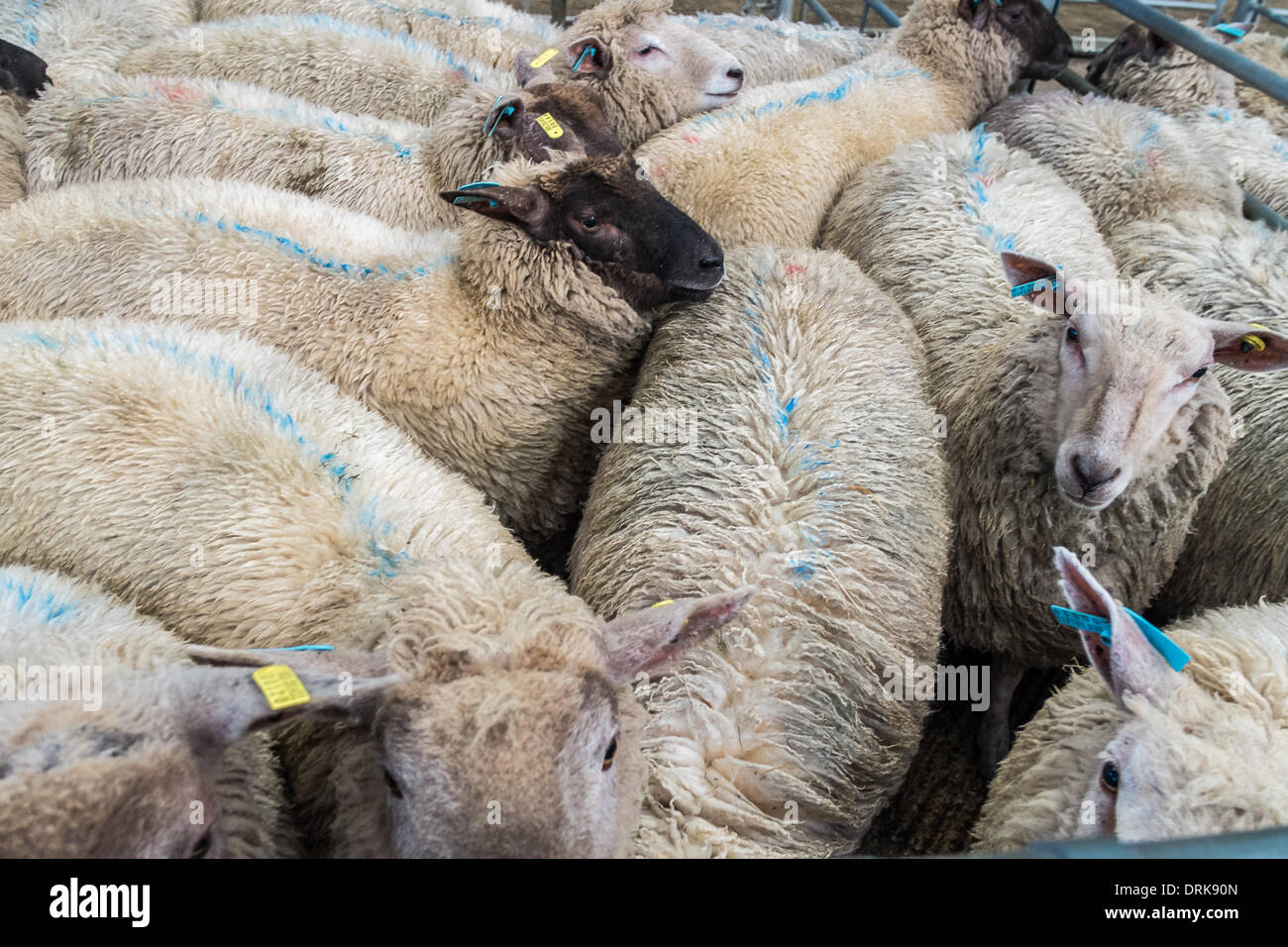 Cattle auction pen hi-res stock photography and images - Alamy