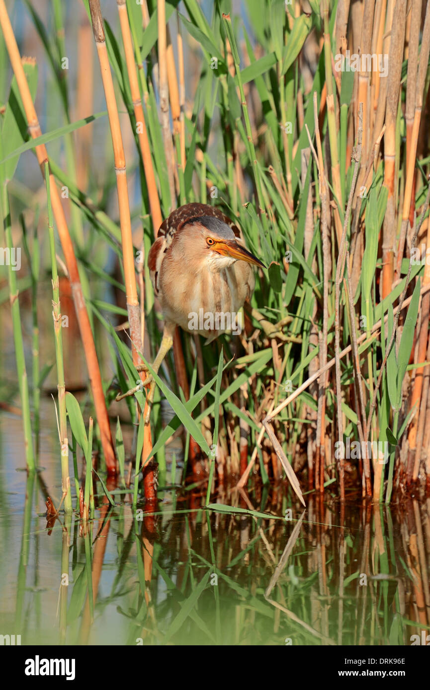 Little Bittern (Ixobrychus minutus), female, Greece, Europe Stock Photo ...