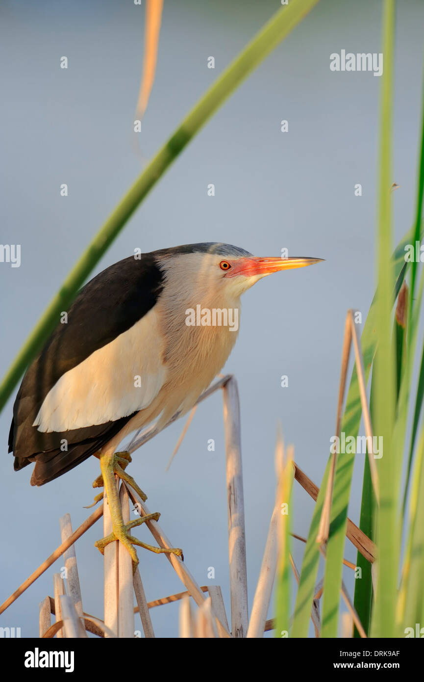 Little Bittern (Ixobrychus minutus), male, Greece, Europe Stock Photo ...