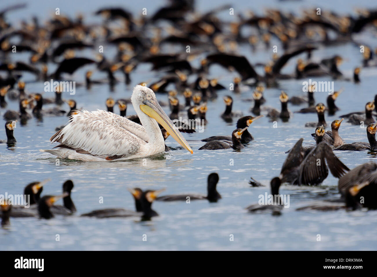 Great Cormorant (Phalacrocorax carbo) and Dalmatien Pelican (Pelecanus crispus), Greece, Europe Stock Photo